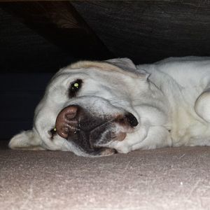 Meet your Posher, Toby